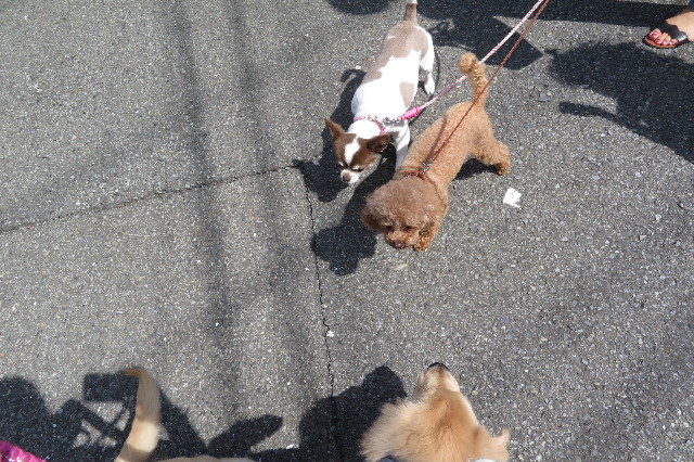 ファイル 7292-5.jpg