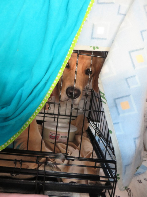 ファイル 7295-1.jpg