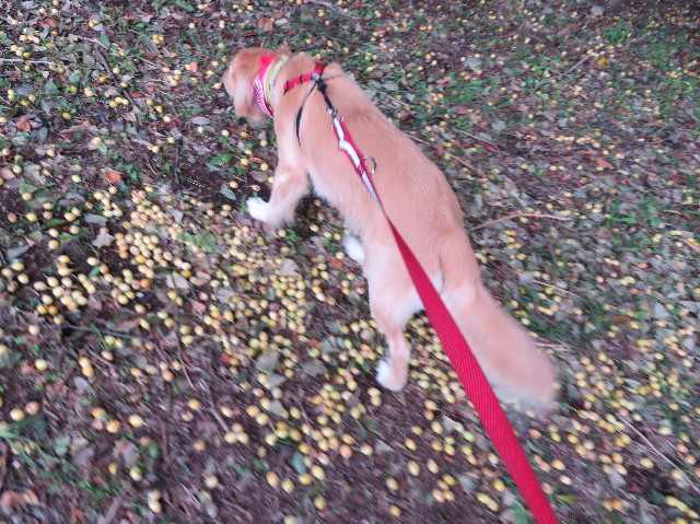 ファイル 7305-4.jpg