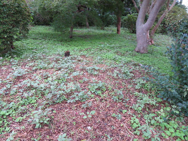 ファイル 7315-1.jpg