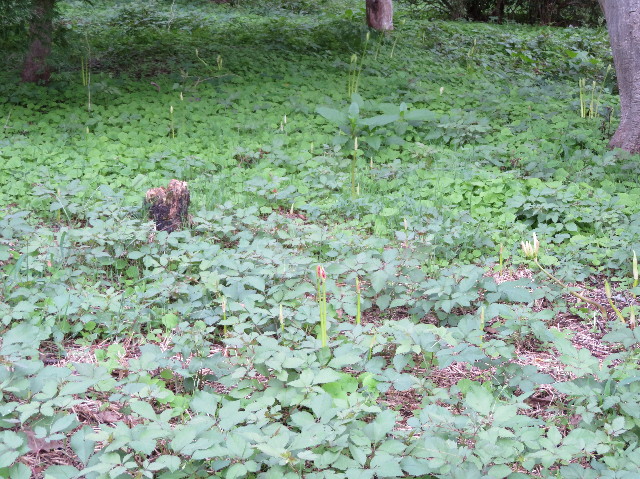 ファイル 7315-4.jpg