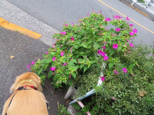 ファイル 7315-5.jpg