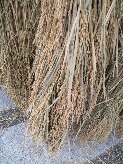 ファイル 7316-4.jpg