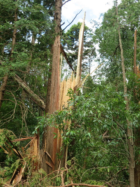 ファイル 7318-2.jpg