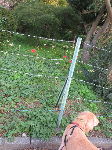 ファイル 7322-1.jpg