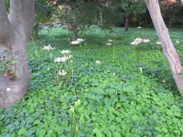 ファイル 7322-2.jpg