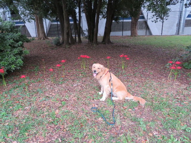 ファイル 7323-3.jpg