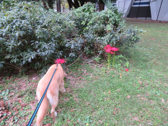 ファイル 7323-4.jpg