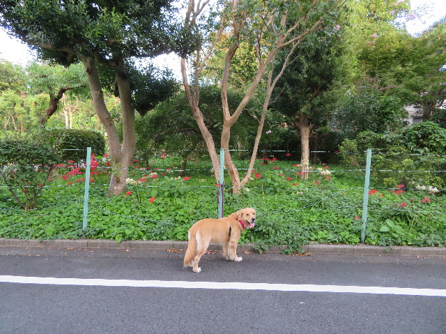 ファイル 7331-2.jpg