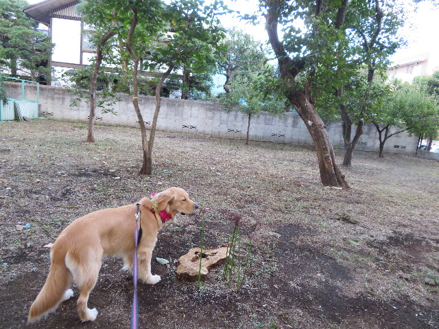 ファイル 7331-4.jpg