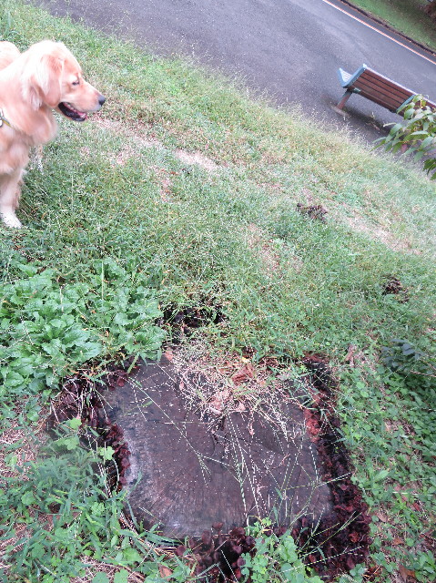 ファイル 7340-4.jpg