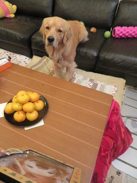 ファイル 7356-1.jpg