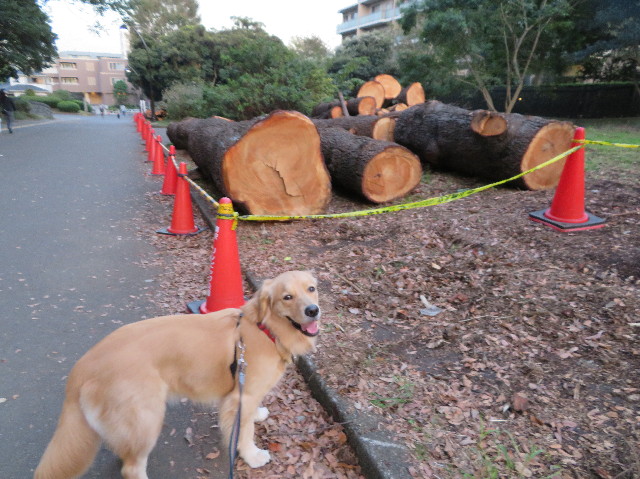 ファイル 7367-2.jpg