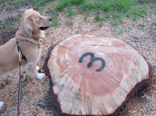 ファイル 7367-4.jpg