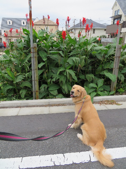 ファイル 7372-3.jpg