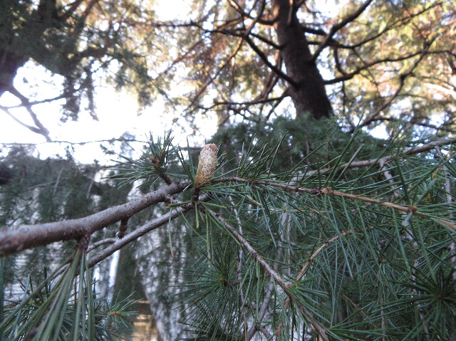 ファイル 7397-5.jpg