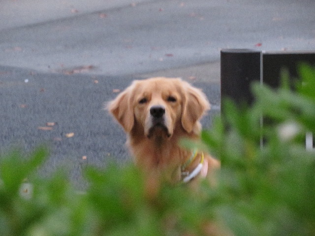 ファイル 7398-3.jpg