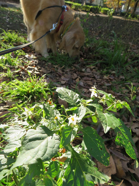 ファイル 7406-2.jpg