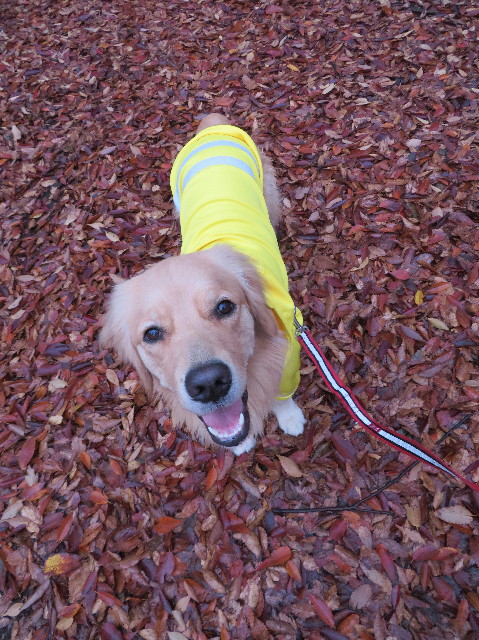 ファイル 7408-5.jpg