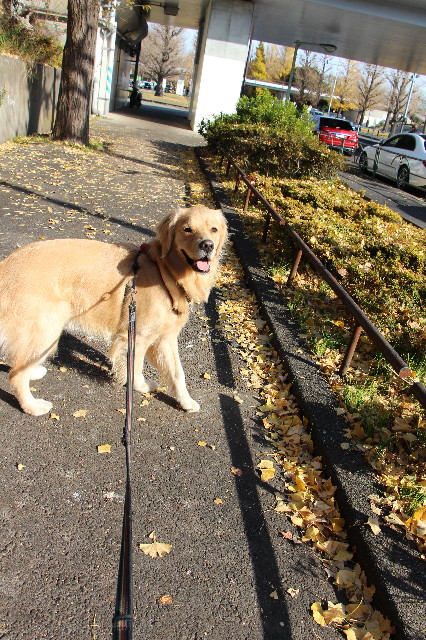 ファイル 7418-2.jpg