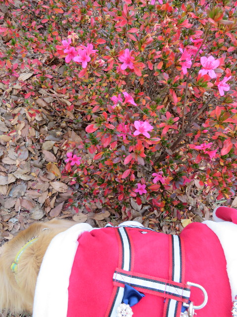 ファイル 7428-5.jpg