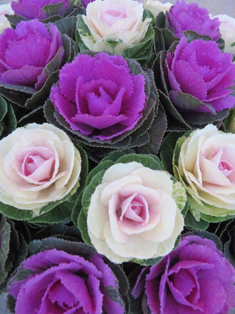 ファイル 7435-1.jpg