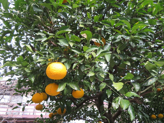 ファイル 7454-5.jpg