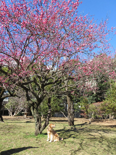 ファイル 7473-1.jpg