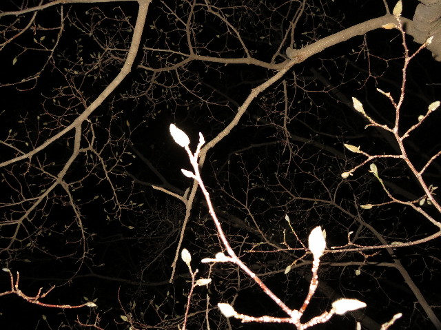 ファイル 7495-5.jpg