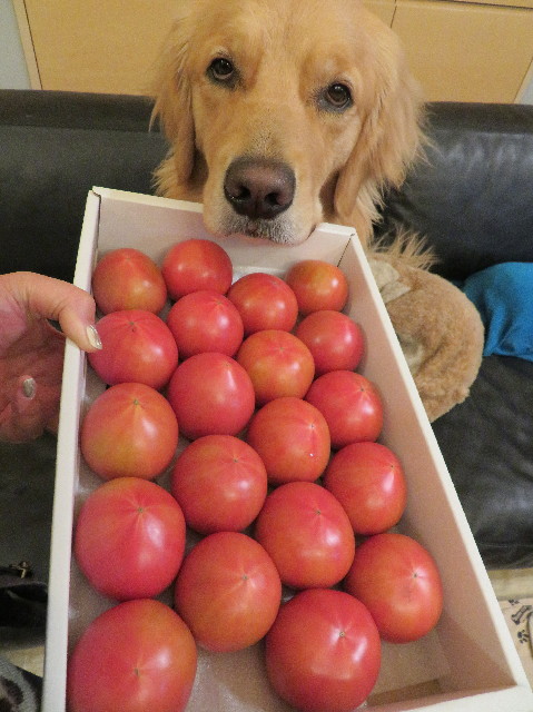 ファイル 7505-1.jpg