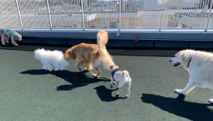 ファイル 7509-5.jpeg