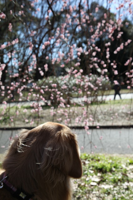 ファイル 7516-5.jpg