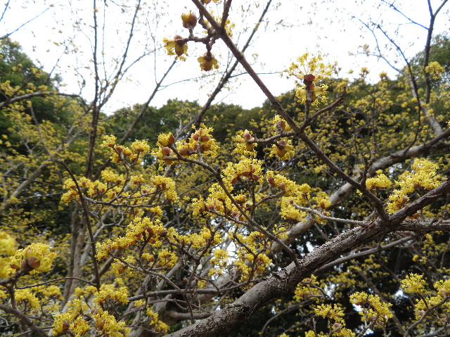 ファイル 7517-4.jpg