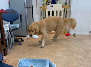 ファイル 7520-4.jpeg