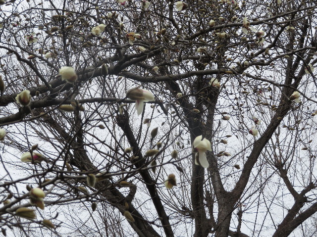 ファイル 7521-1.jpg