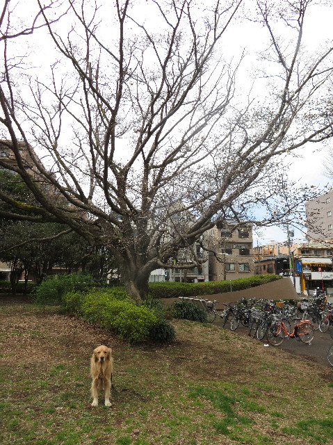 ファイル 7521-2.jpg