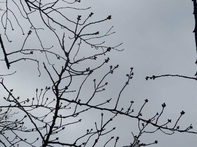 ファイル 7521-3.jpg