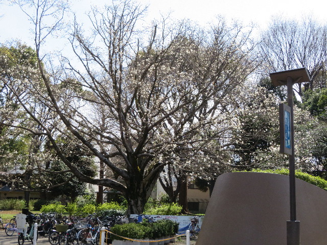 ファイル 7523-1.jpg