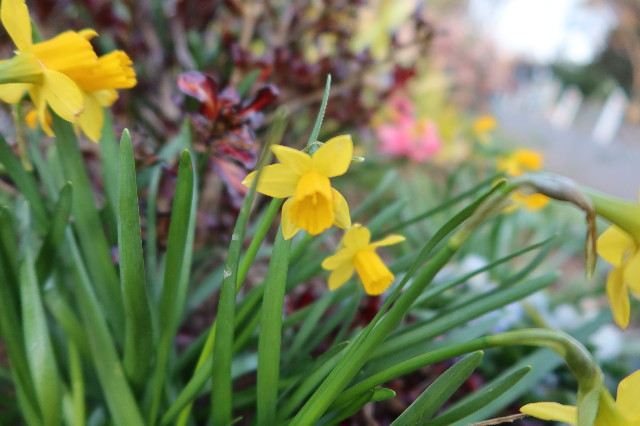 ファイル 7532-1.jpg