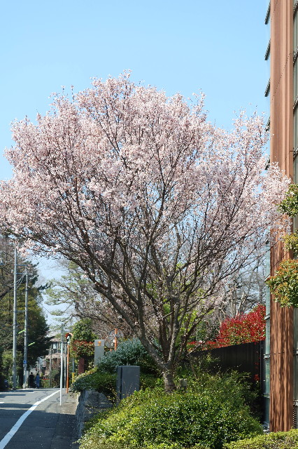 ファイル 7538-1.jpg