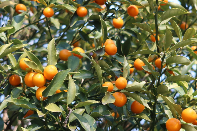 ファイル 7538-3.jpg