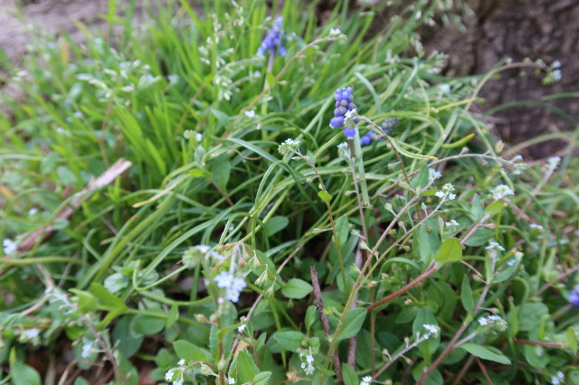 ファイル 7538-5.jpg