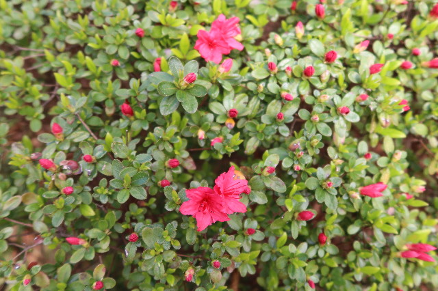 ファイル 7539-1.jpg