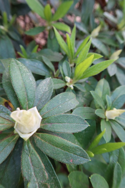 ファイル 7539-2.jpg