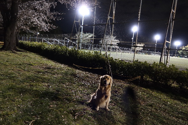 ファイル 7543-1.jpg