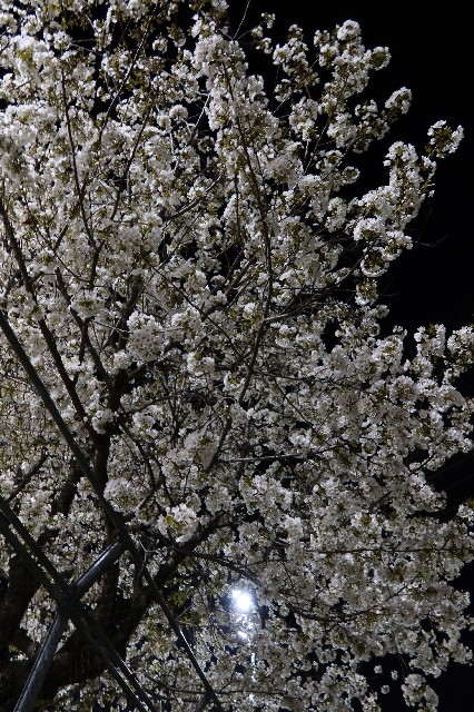 ファイル 7543-5.jpg