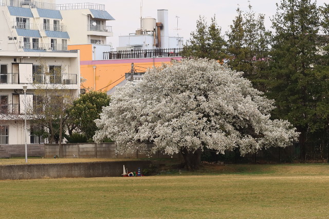 ファイル 7549-3.jpg