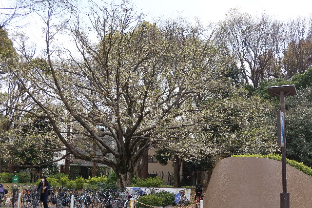 ファイル 7550-3.jpg