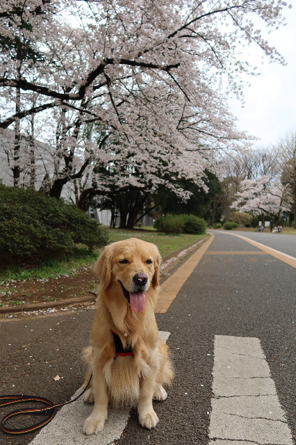 ファイル 7553-2.jpg