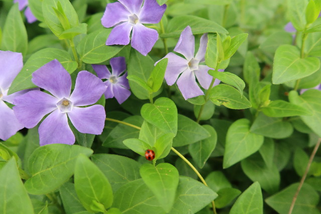 ファイル 7553-3.jpg